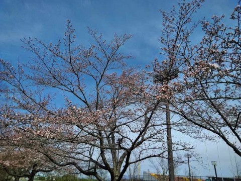 sakura2019-1